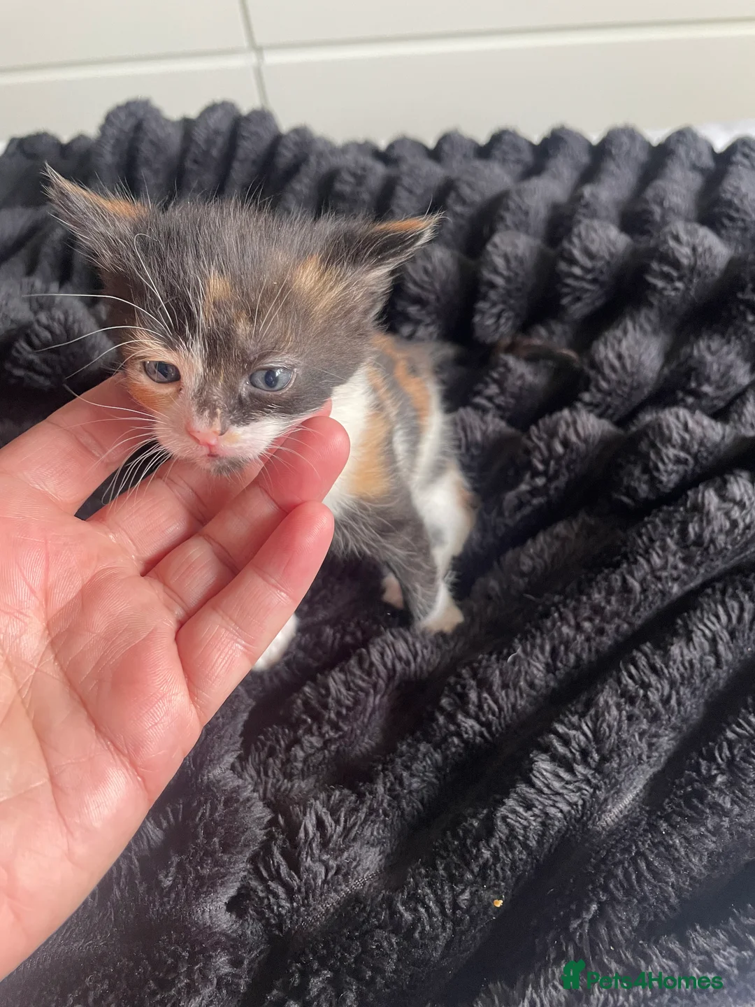 Mixed Breed cats for sale: 4 kitty’s for sale  - Advert 5