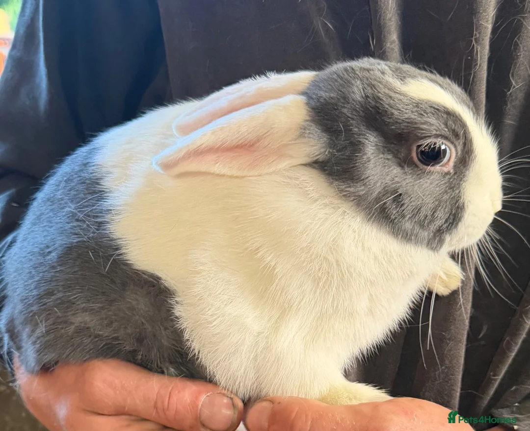 Mixed Breed rabbits for sale: Bunnies for sale - Advert 5