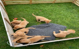 Labrador Retriever dogs for sale: Fox Red Labrador pups - Image 6