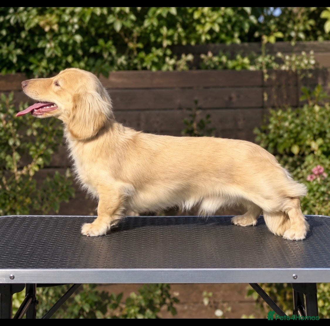 Miniature Dachshund dogs Woody choc based cream LH stud - Advert 6