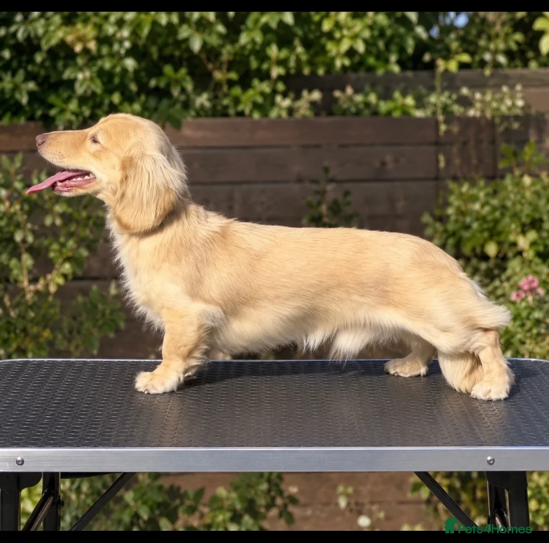 Miniature Dachshund dogs for stud: Woody choc based cream LH stud - Advert 3