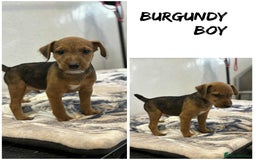 Lakeland Terrier dogs for sale: Lakeland terrier puppies  - Image 13