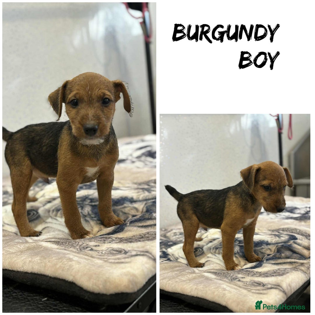 Lakeland Terrier dogs for sale: Lakeland terrier puppies  - Image 13