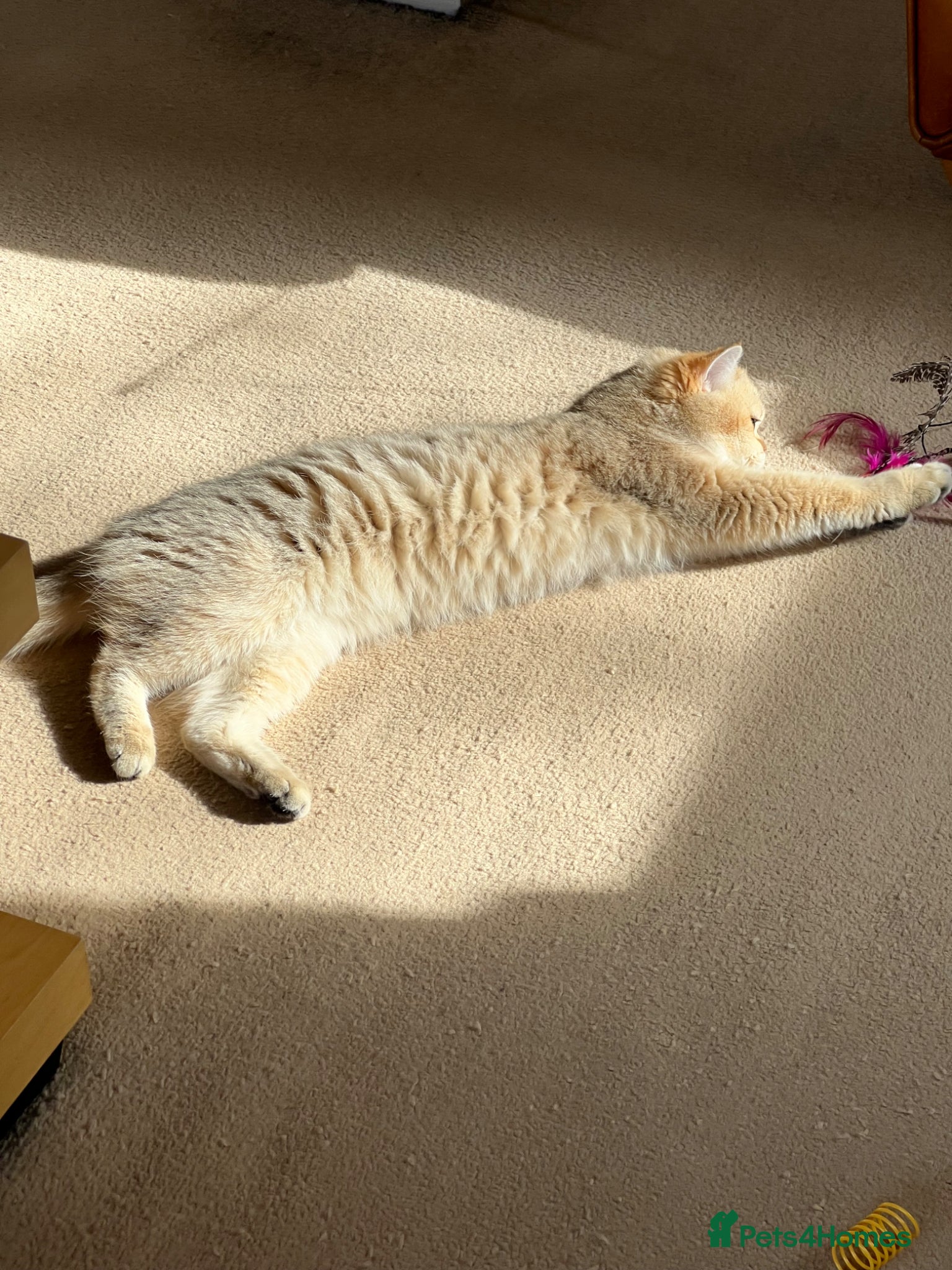 British Shorthair cats Tica Reg ACTIVE bsh Female - Advert 2