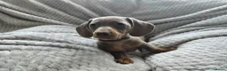 Miniature Dachshund dogs for sale: Only 2 left! Miniature Dachshund Puppies - Advert 18