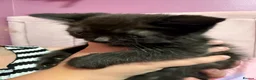Exotic cats for sale: Exotic beautiful kitten  in Southampton - Advert 6