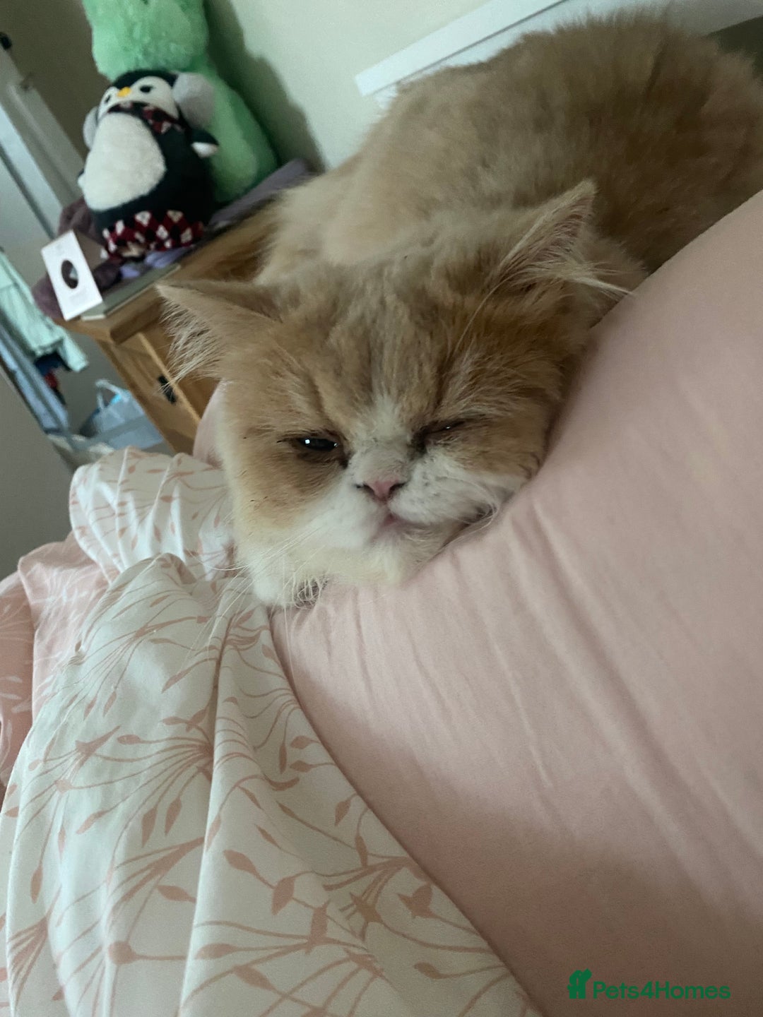 Persian cats for sale: Alvin - Advert 8