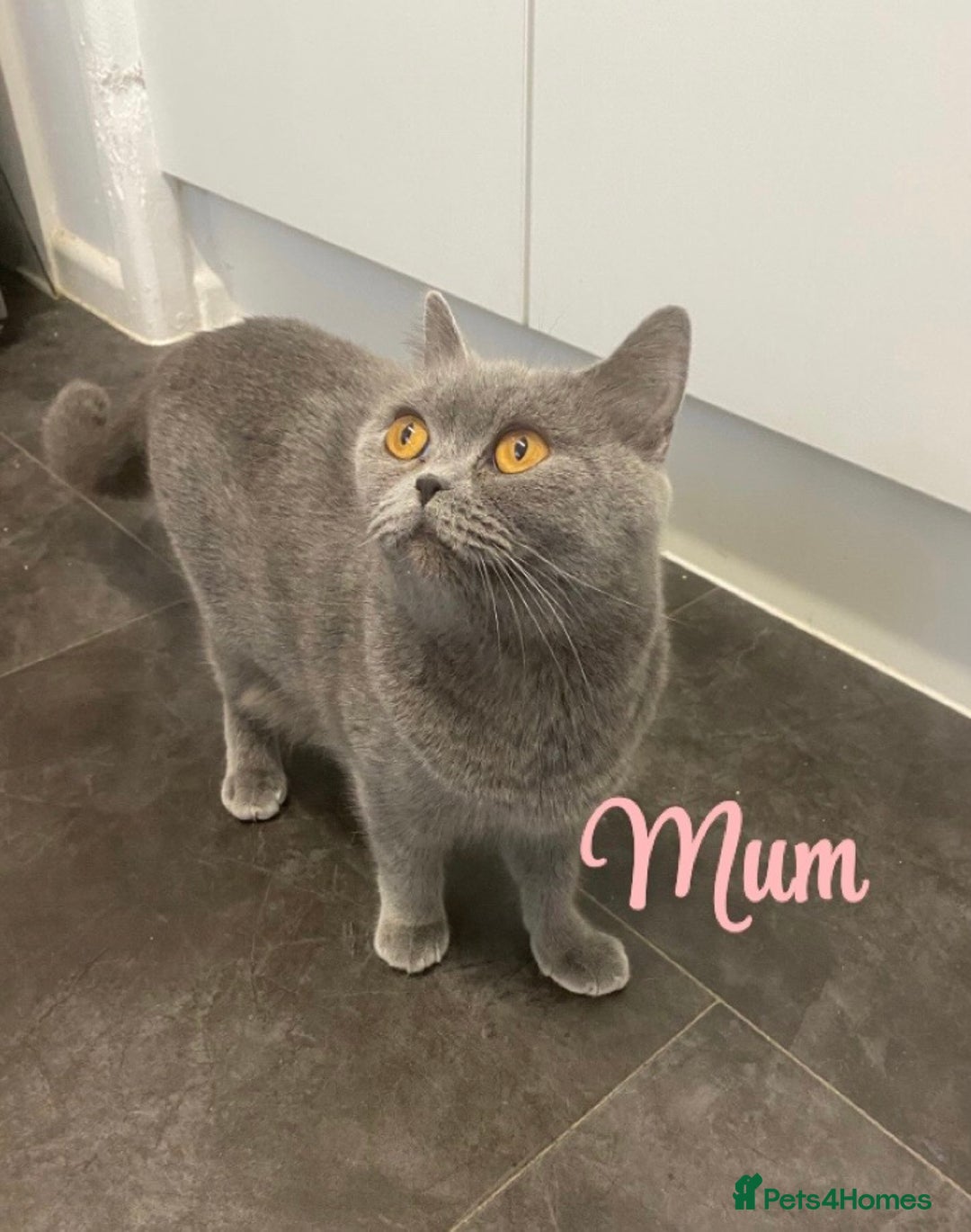 British Shorthair cats for sale: British blue shorthaired kittens  - Advert 2