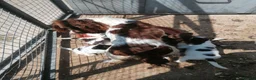 English Springer Spaniel dogs for sale: Beautiful springer spaniels - Advert 14