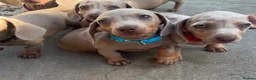 Dachshund dogs for sale: Miniature Dachshund puppies - Advert 9