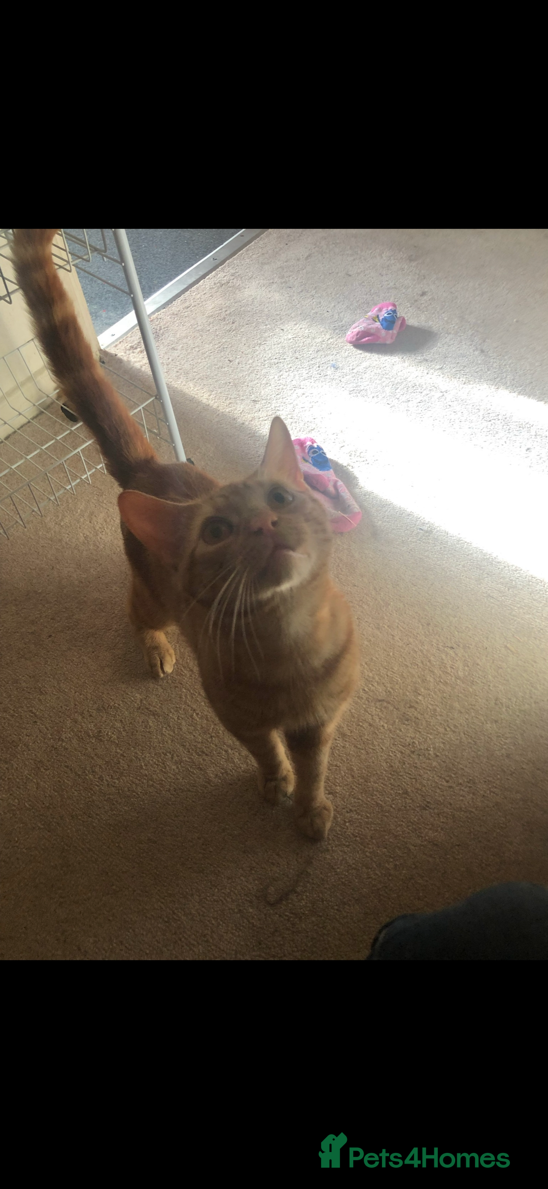 Mixed Breed cats for sale: Two male cats  - Advert 2