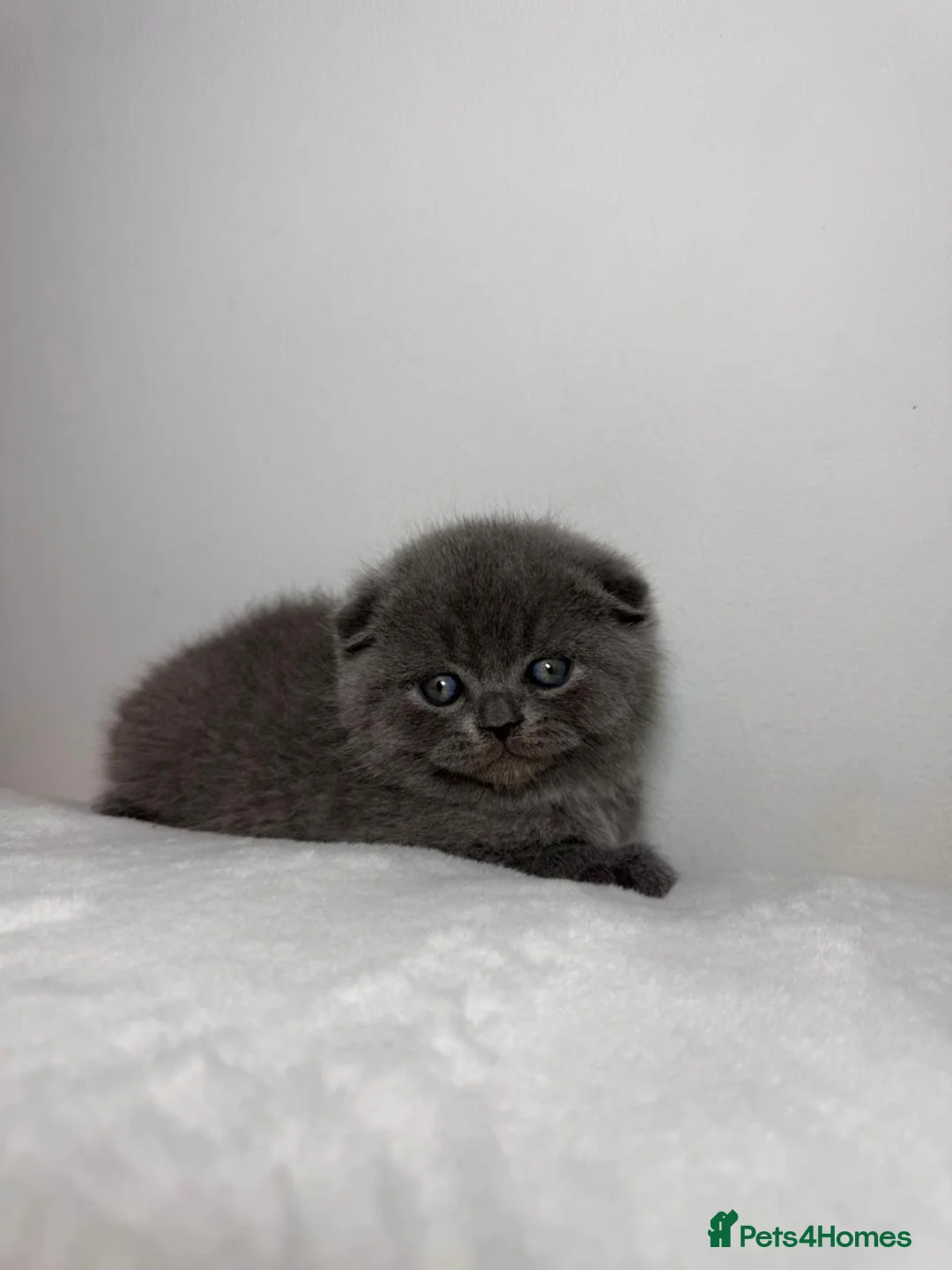 British Shorthair cats for sale: the boy with straight ears  - Advert 2
