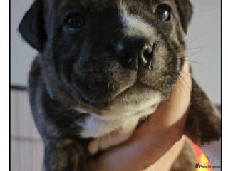 Staffordshire Bull Terrier dogs 🥨THE GOLDILOCKS LITTER 🥨 - Advert 4