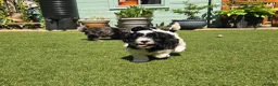 Lhasapoo dogs for sale: Stunning Lhasapoo Puppies. READY NOW! - Advert 7