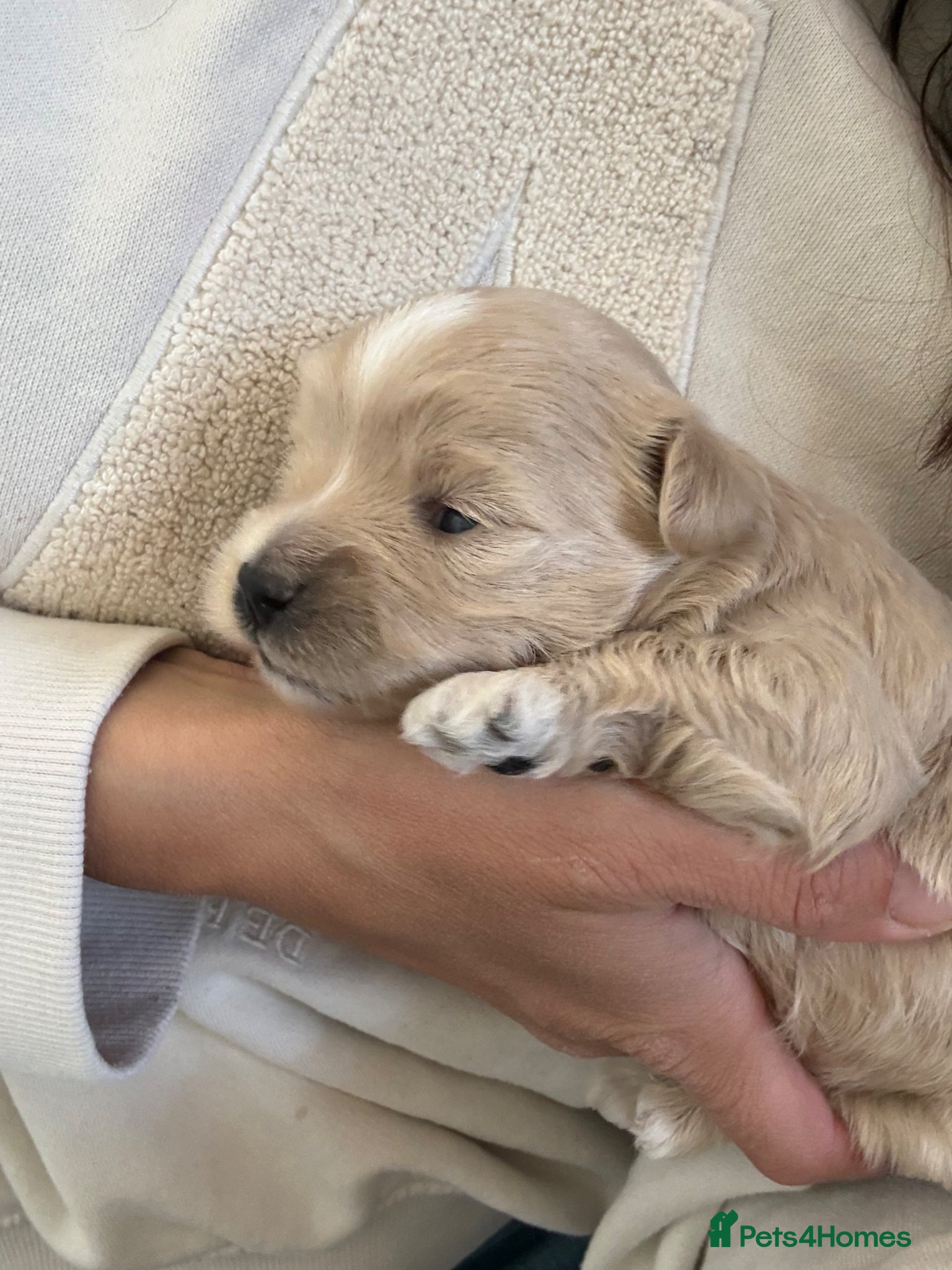 Maltipoo dogs Male Maltipoo puppy, champagne colour ready June  - Advert 3