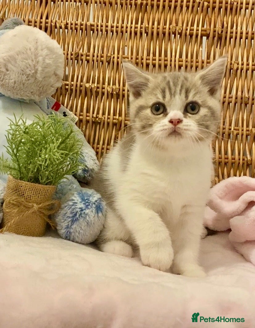 Scottish Fold cats TICA REG CHAMPION LINE FAWN BICOLOUR  GIRL 🧸 - Advert 1