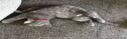 British Shorthair cats for sale: British Bluehead for sale!  in Enfield - Advert 4