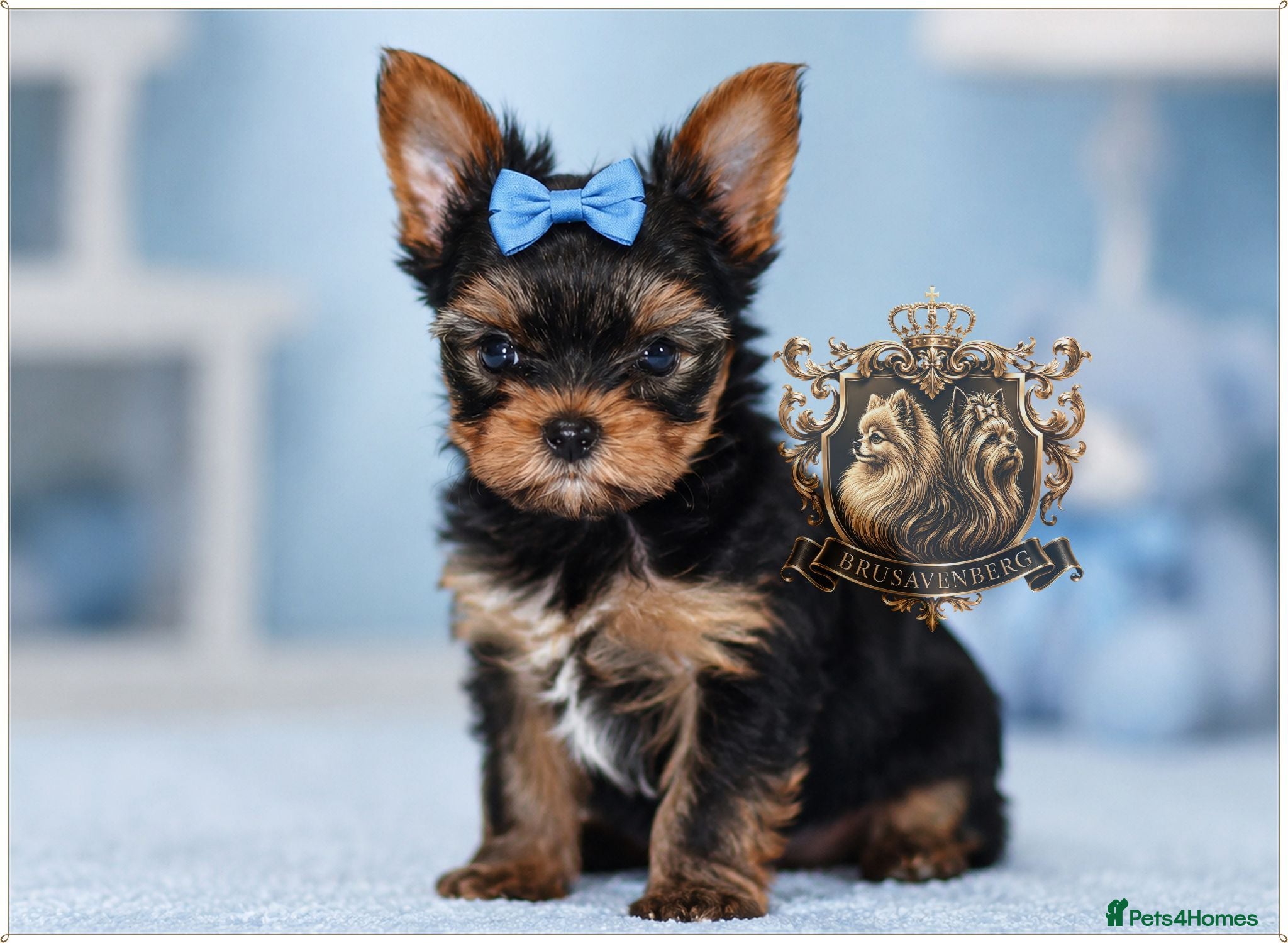 Yorkshire Terrier dogs BABY FACE MINIATURE YORKSHIRE TERRIERS KC DNA - Advert 11
