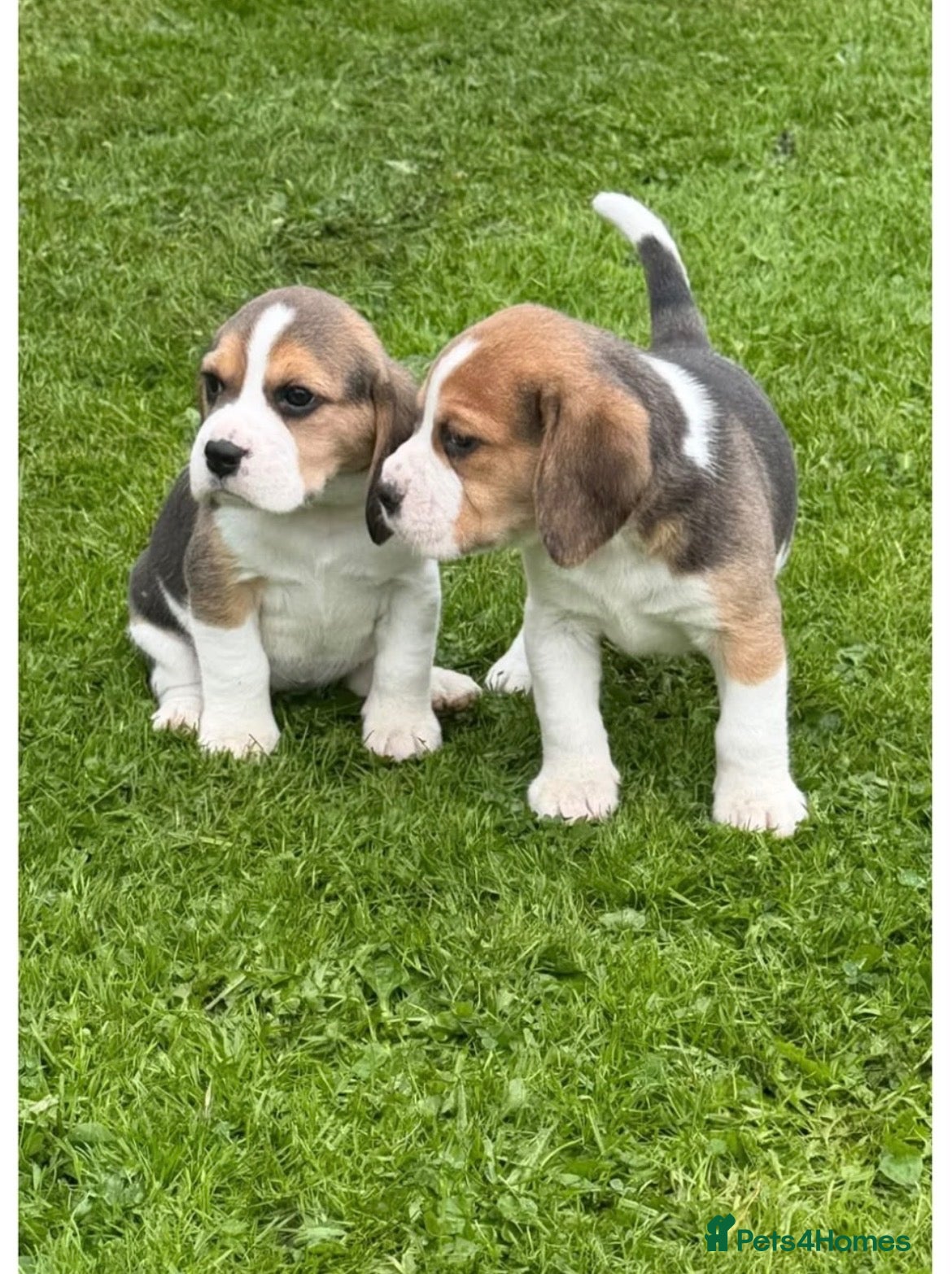 Beagle dogs Absolute Stunning Puppies (KC Reg)  - Advert 2