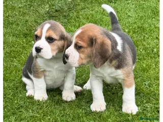 Beagle dogs Absolute Stunning Puppies (KC Reg) - Advert 2