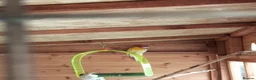 Parakeets birds for sale: Birds  in Ammanford - Advert 4
