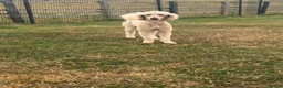 Standard Poodle dogs for sale: Kc reg standard poodle  - Advert 2