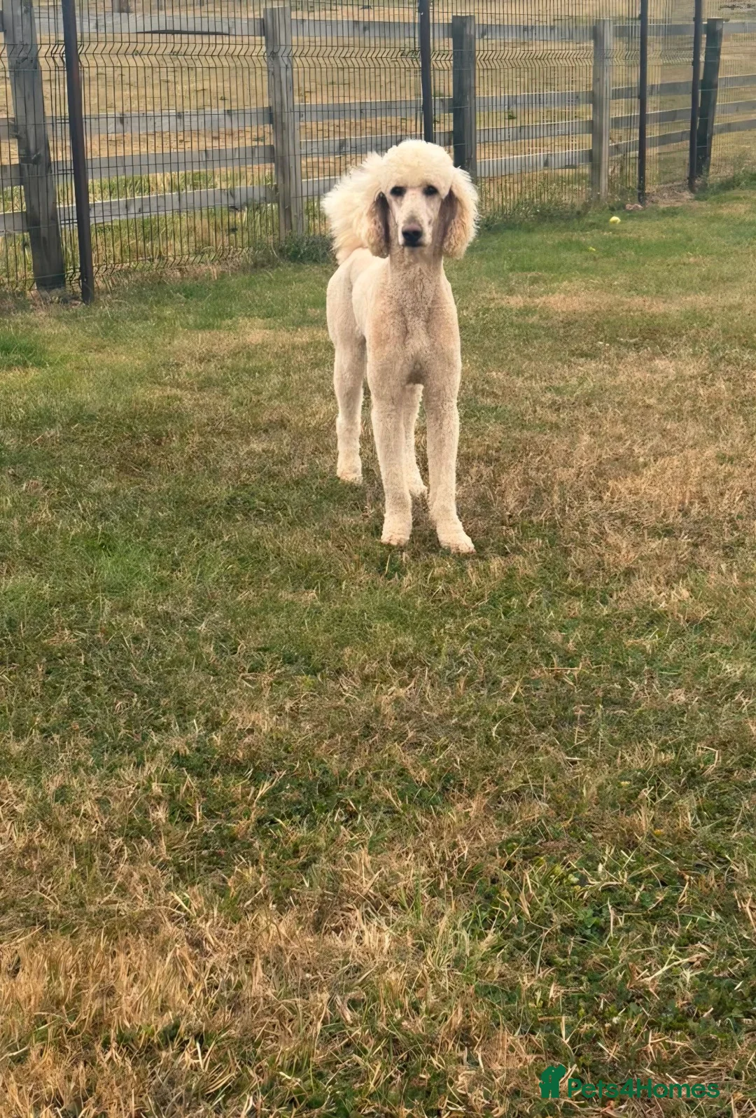 Standard Poodle dogs for sale: Kc reg standard poodle  - Advert 2
