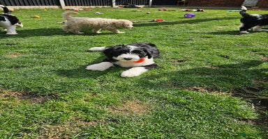 Sheepadoodle dogs - Advert 14