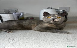 British Shorthair cats for sale: British short hair x Scottish fold  - Image 5