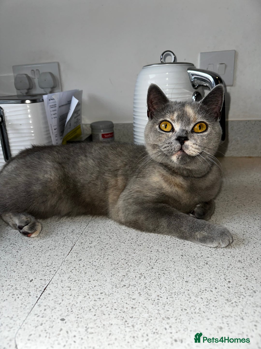 British Shorthair cats for sale: British short hair x Scottish fold  - Image 5