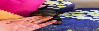 Miniature Dachshund Puppy 1