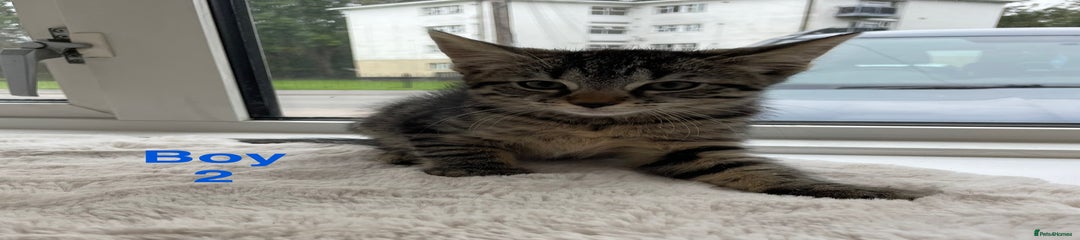 Mixed Breed Kitten 2