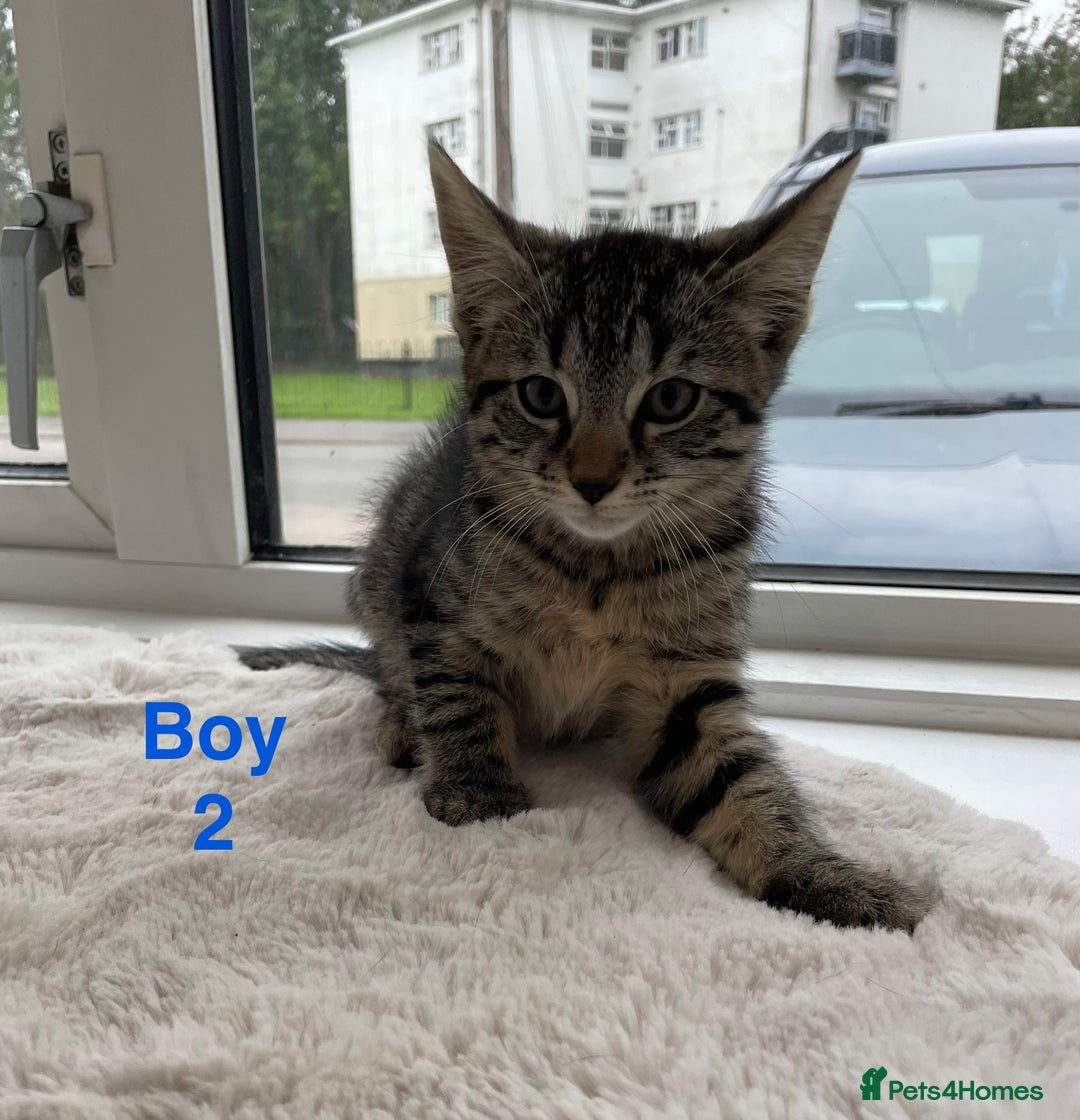 Mixed Breed cats for sale: Kittens looking for a forever family  - Image 2