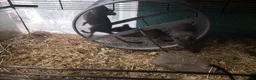 Degus rodents for sale: Young degus blue and brown boys and girls - Advert 12