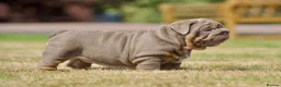 English Bulldog dogs for sale: EPIC BULLYZ PUPS - Advert 14