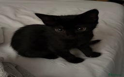 Mixed Breed cats for sale: Beautiful playful female kitten - Image 3