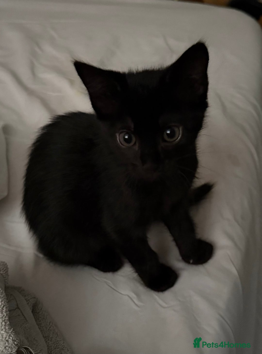 Mixed Breed cats for sale: Beautiful playful female kitten - Image 3