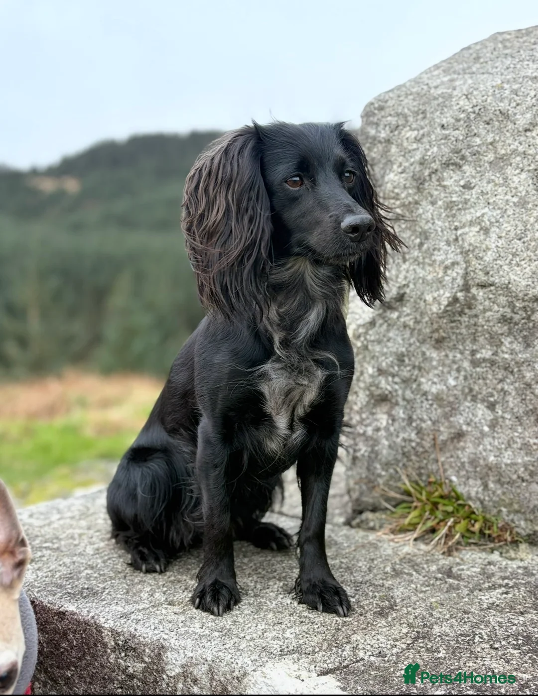 Cocker Spaniel dogs for sale: Working Cocker Spaniel puppies  - Advert 2