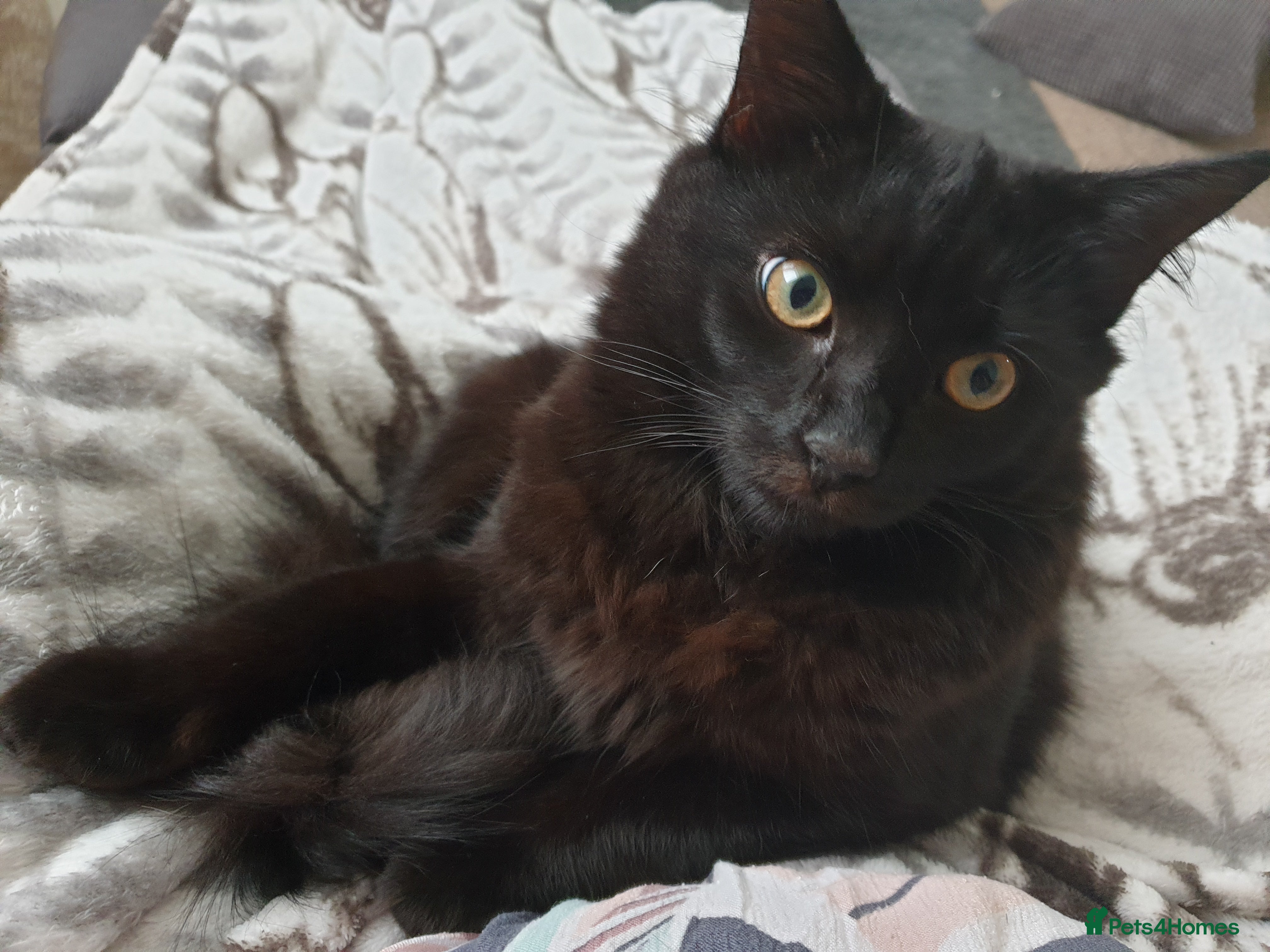 British Longhair cats Beautiful Male Neutered Black House Cat - Advert 4