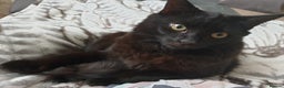 British Longhair cats for sale: Beautiful Male Neutered Black House Cat - Advert 1