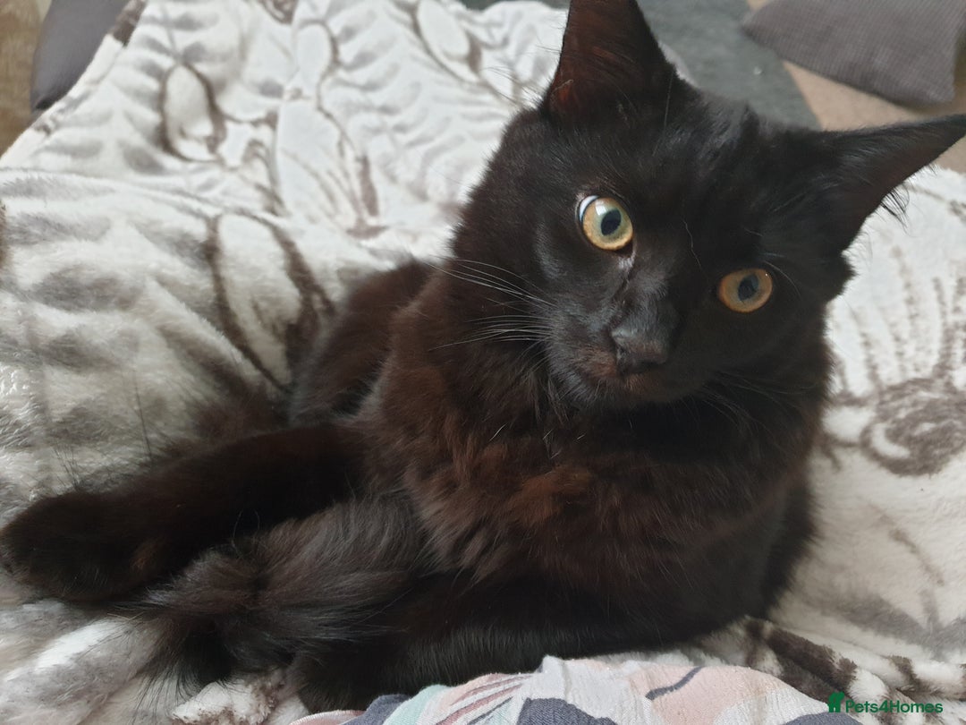 British Longhair cats for sale: Beautiful Male Neutered Black House Cat - Image 1
