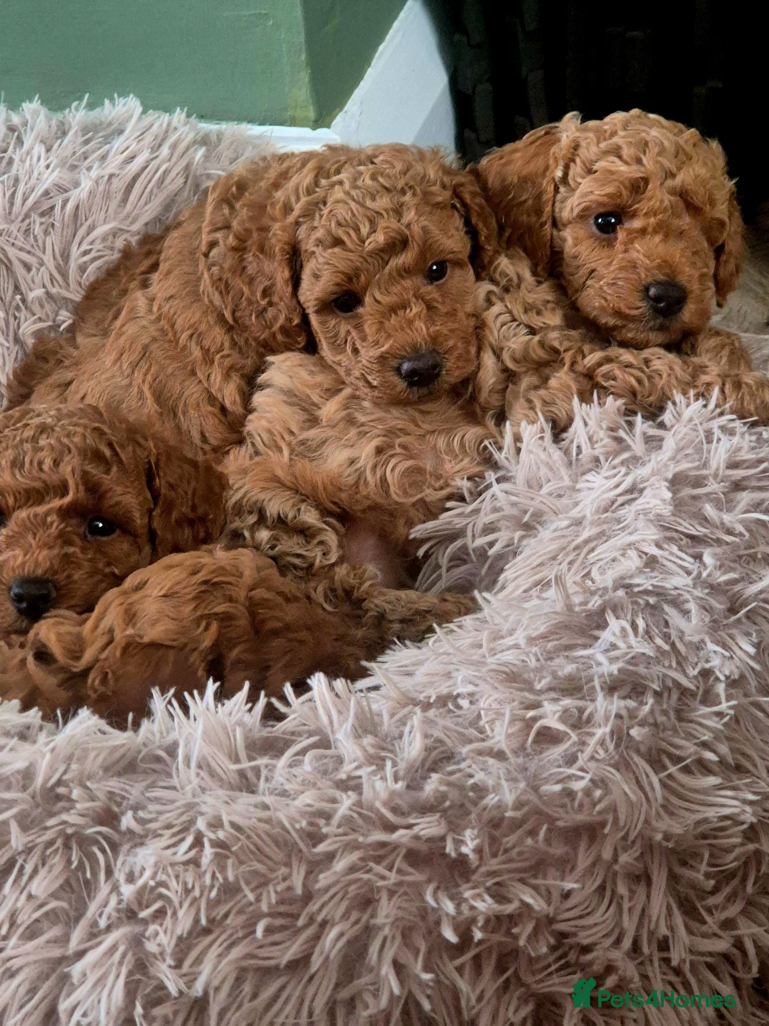 Toy Poodle dogs Exceptional Red Toy Poodles – KC Registered - Advert 1