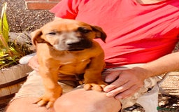 Rhodesian Ridgeback dogs for sale: Lovely Red Wheaten FULLY health tested parents in Pwllheli - Image 3