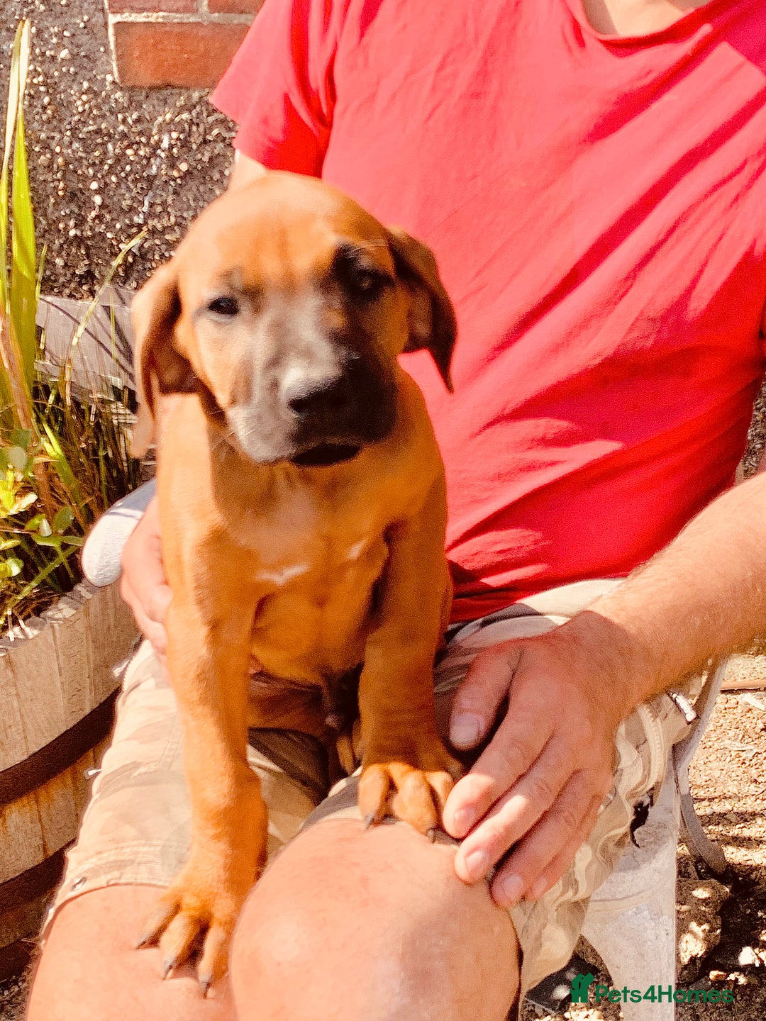 Rhodesian Ridgeback dogs for sale: Lovely Red Wheaten FULLY health tested parents in Pwllheli - Image 3