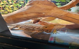 Bearded Dragon reptiles for sale: Rehoming dragons & vivs  - Image 2