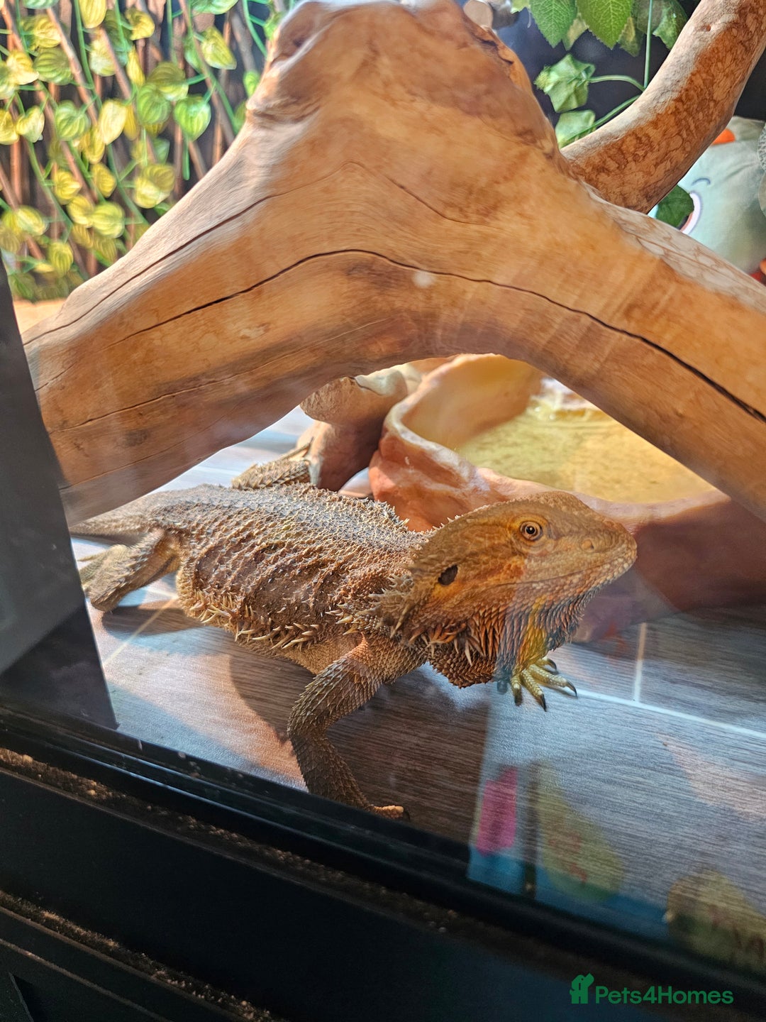 Bearded Dragon reptiles for sale: Rehoming dragons & vivs  - Image 2