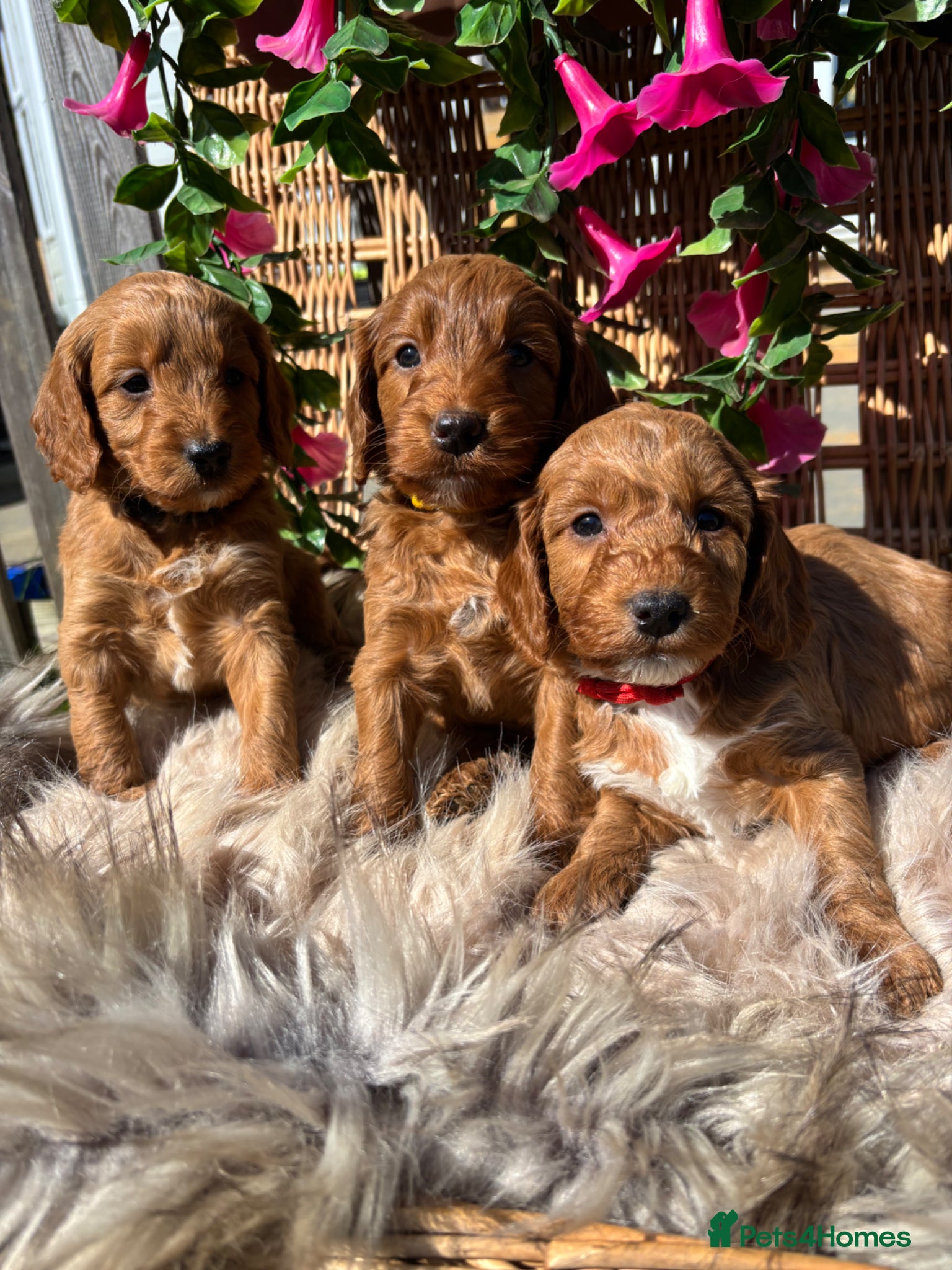 Cockapoo dogs *Hereditary clear Cockapoo Puppies 💜🐶* - Advert 1