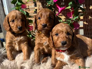 Cockapoo dogs *Hereditary clear Cockapoo Puppies 💜🐶* - Advert 1