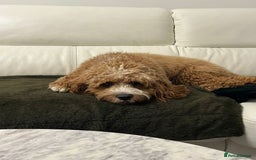 Cavapoo dogs for stud: Handsome Cavapoo Stud Dog 🐾  in Weston-super-Mare - Image 6