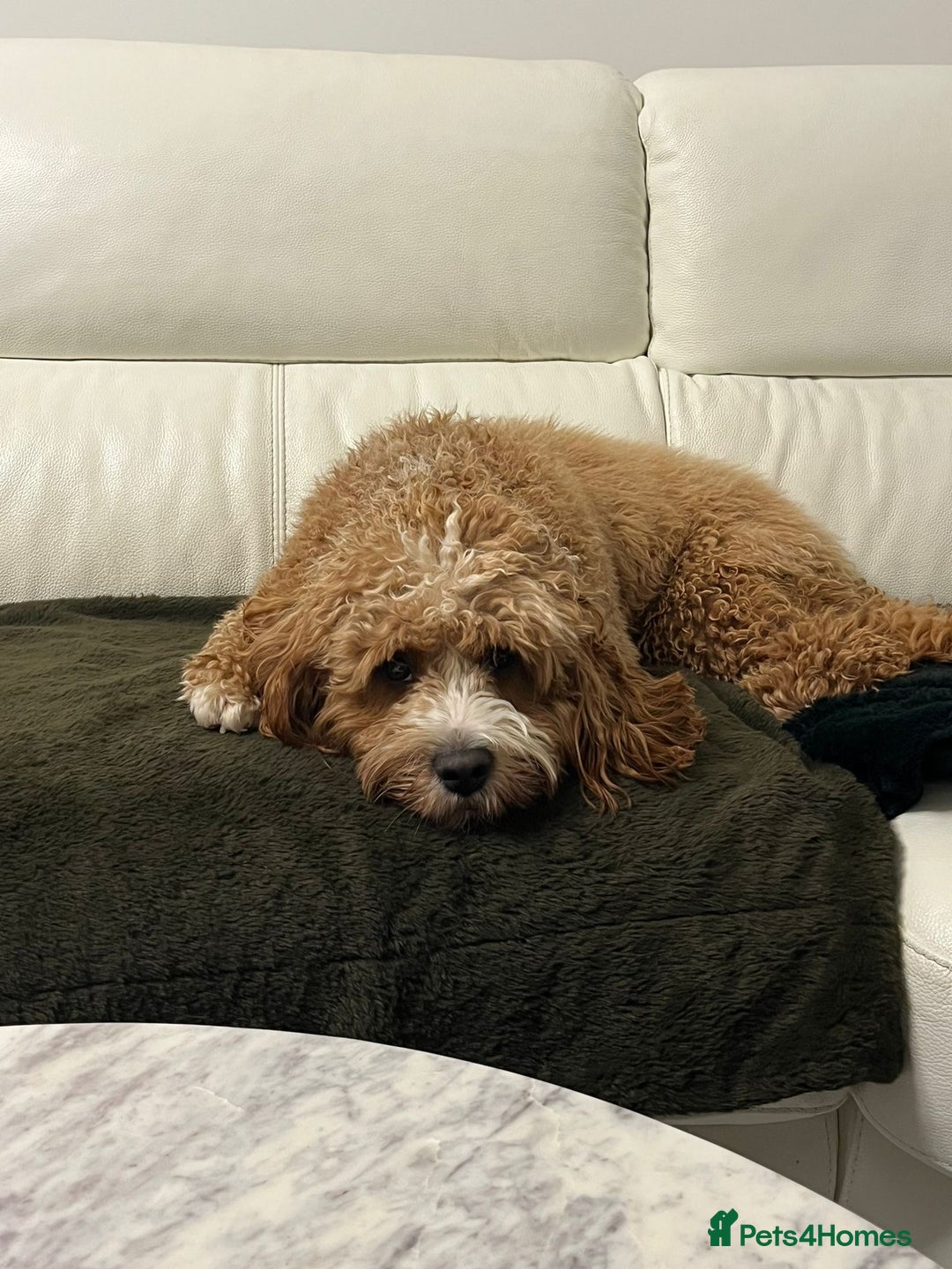Cavapoo dogs for stud: Handsome Cavapoo Stud Dog 🐾  in Weston-super-Mare - Image 6